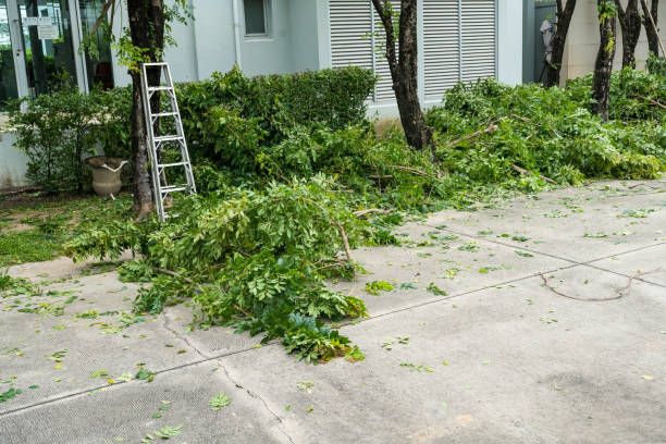 Best Commercial Tree Removal  in Lakewood Ranch, FL